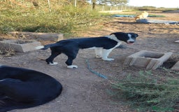 Border Collie perros en venta: Últimos border collie disponibles - Imagen 8