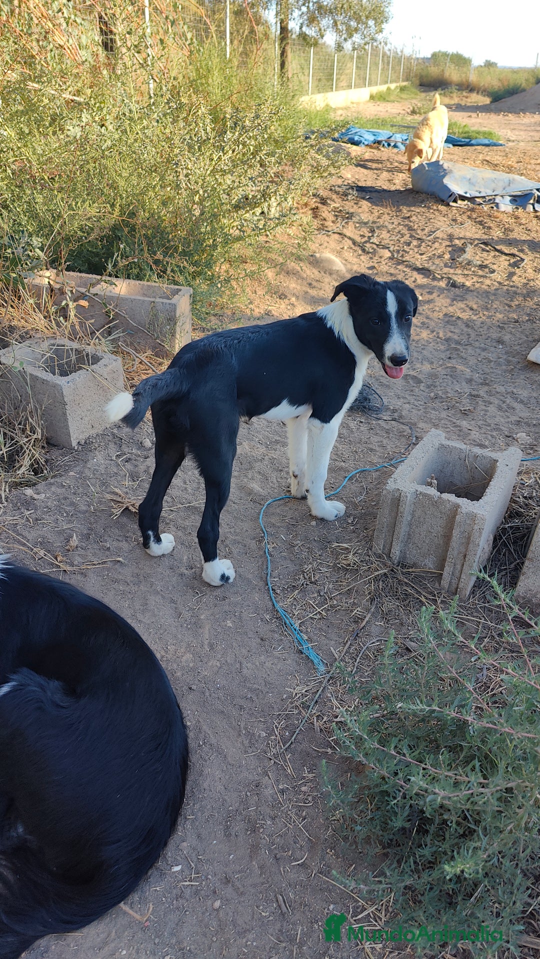 Border Collie perros en venta: Últimos border collie disponibles - Imagen 8