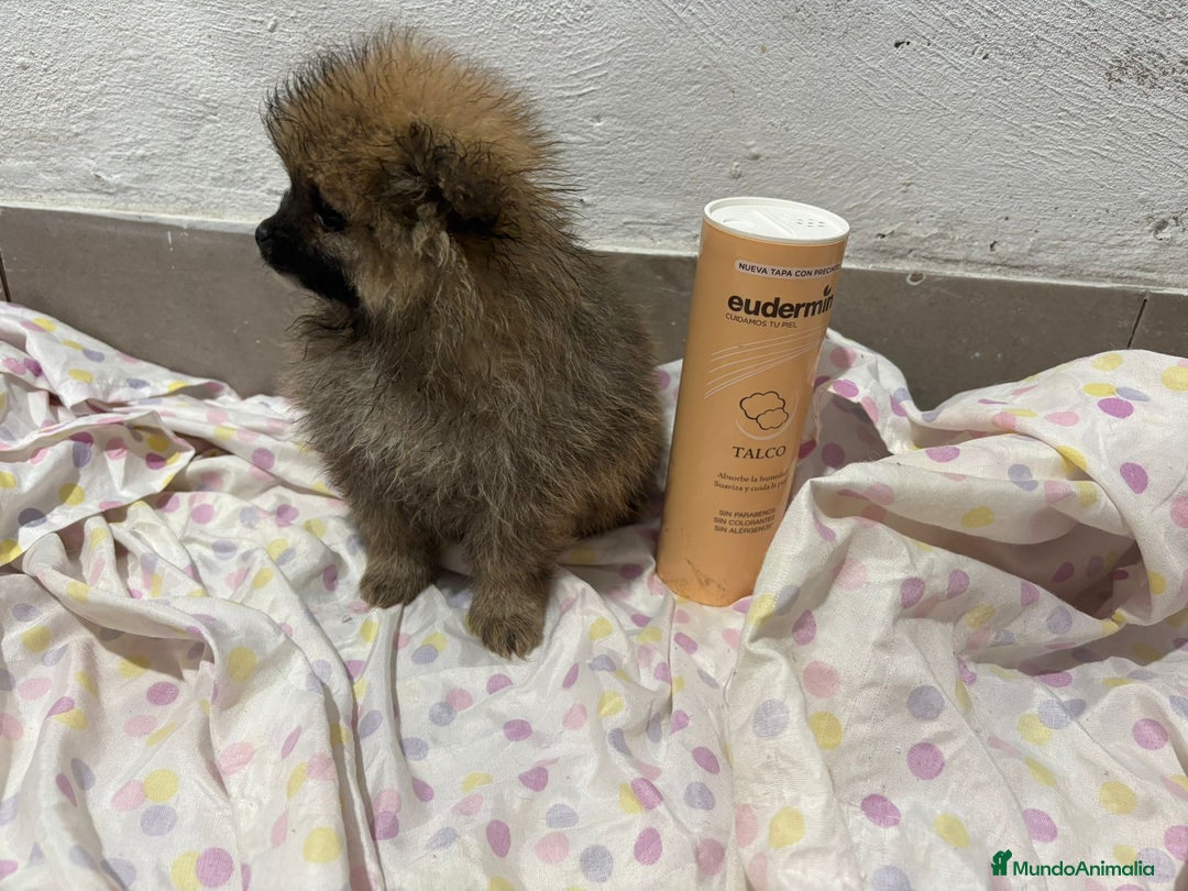 Pomerania perros en venta: Lulu pomerania mini toy  - Imagen 22