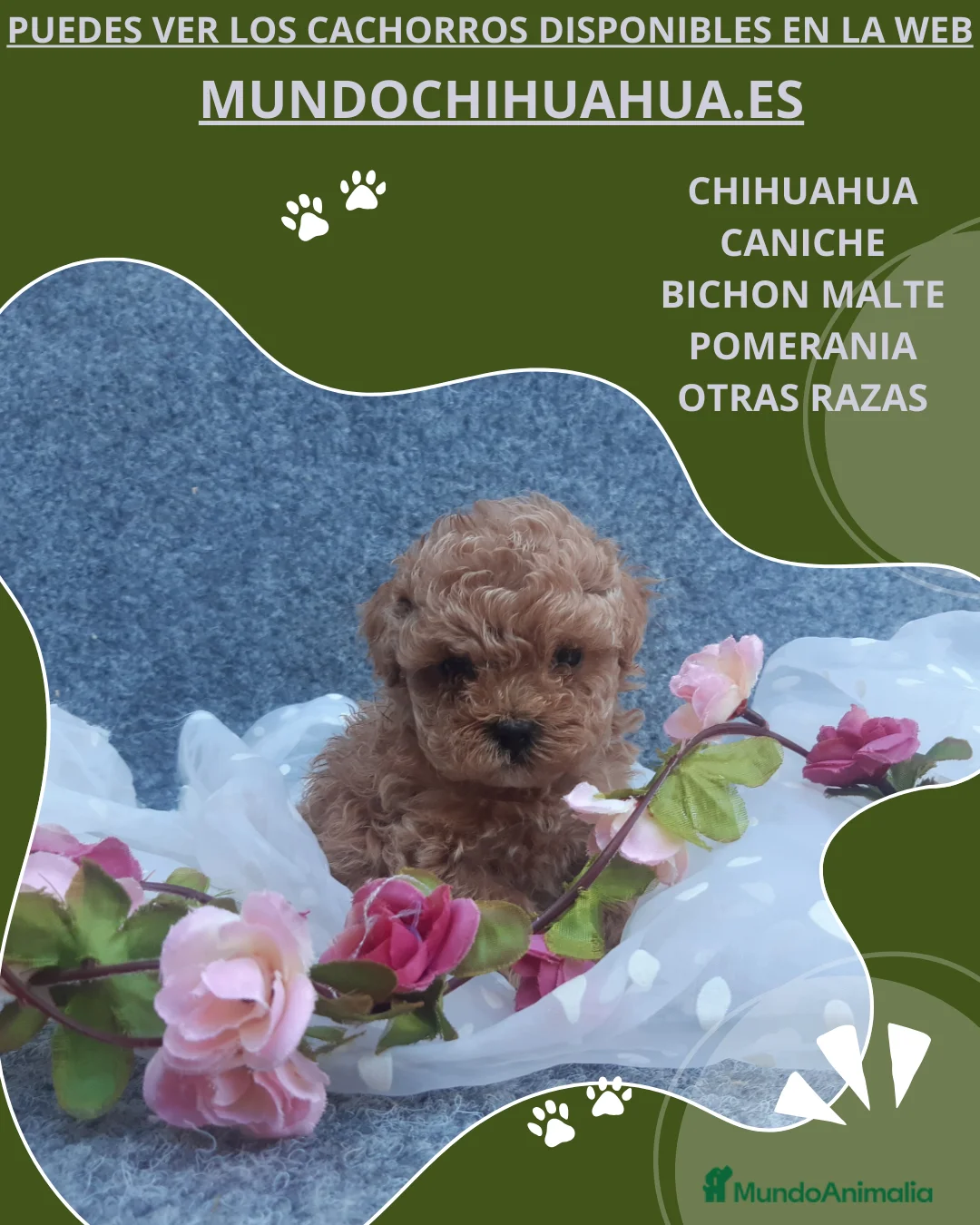 Caniche Toy perros en venta: PRECIOSOS CANICHE  ROJO LINEA TOY   - Anuncio 17