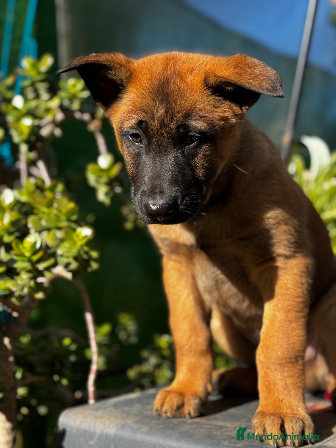 Pastor Belga Malinois perros en venta: Pastor Belga Malinois - Anuncio 1