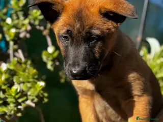 Pastor Belga Malinois perros Pastor Belga Malinois - Anuncio 26