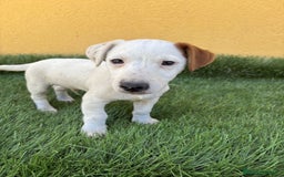 Jack Russell Terrier perros en venta: Jack Russell Terrier macho - Imagen 10
