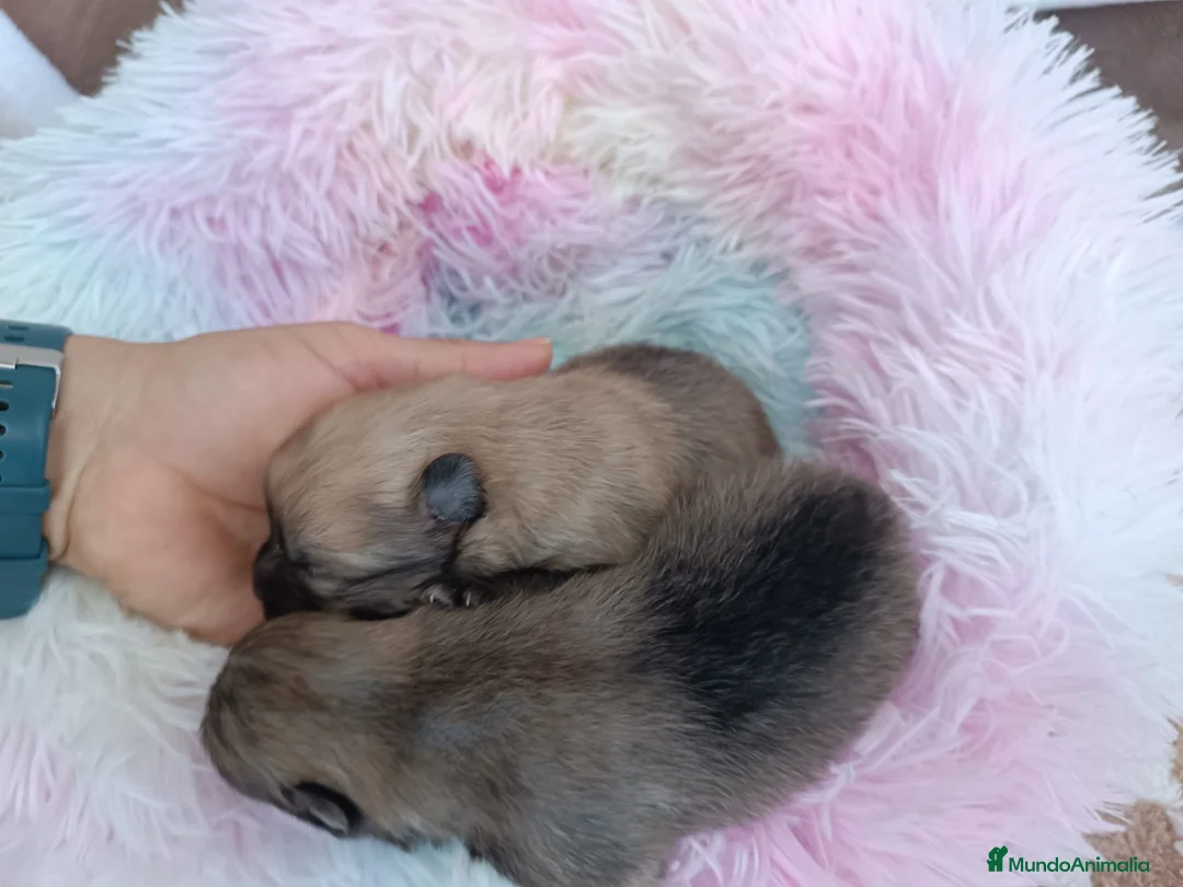 Pomerania perros en venta: HEMBRITAS POMERANIAS CHIQUITINAS - Anuncio 2