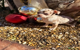 Chihuahua perros en venta: Chihuahua merle - Anuncio 3