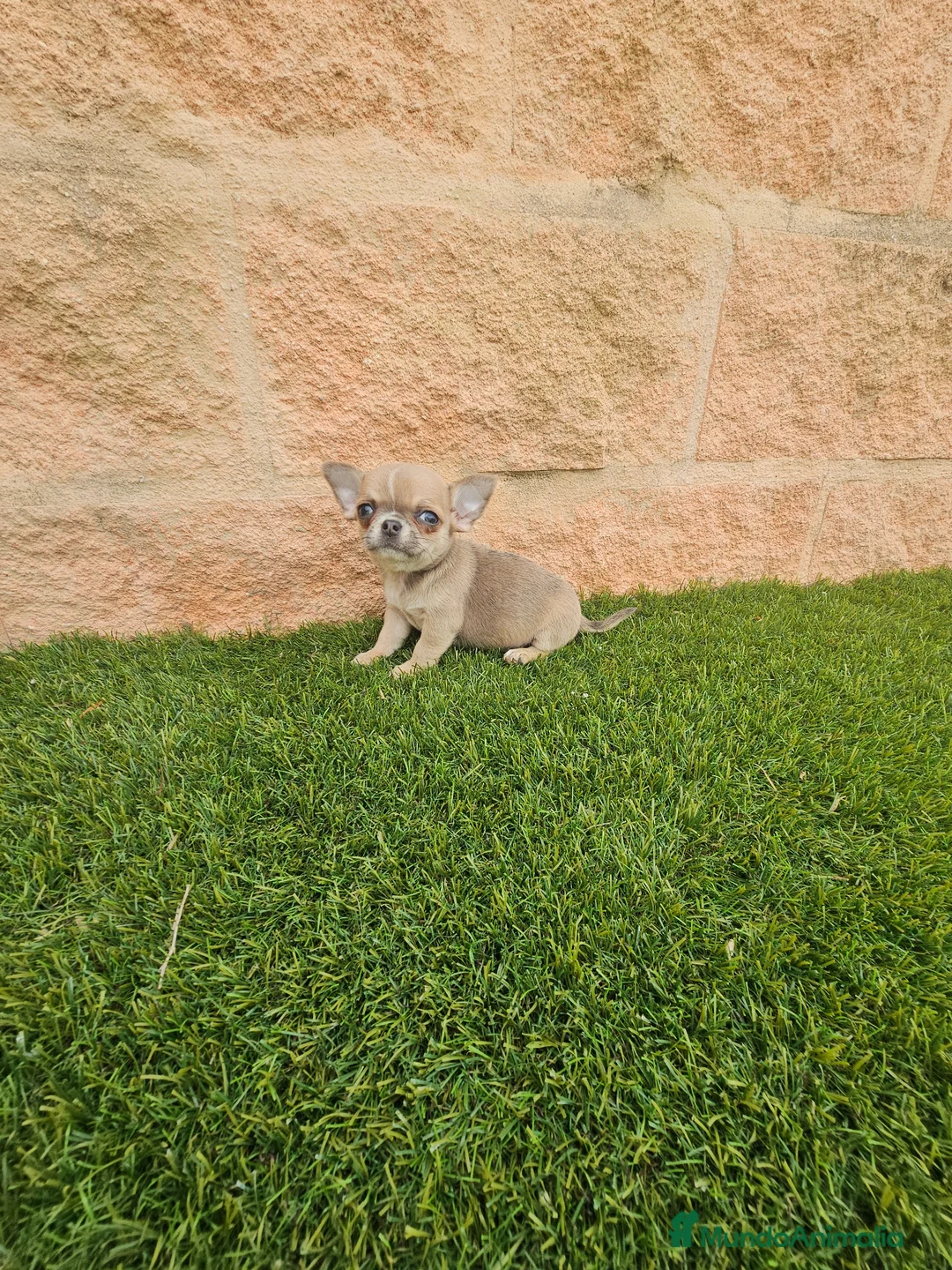 Chihuahua perros en venta: CHIHUAHUA MINI HEMBRA - Anuncio 5
