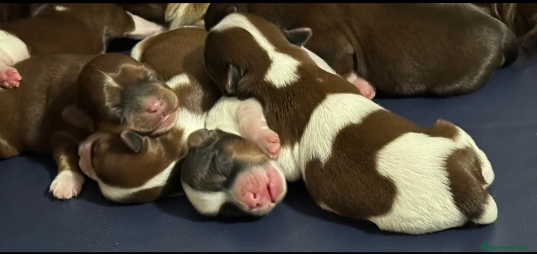 Imagen de galería {{count}}