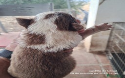 Border Collie perros en venta: Camada de border collie  - Imagen 2