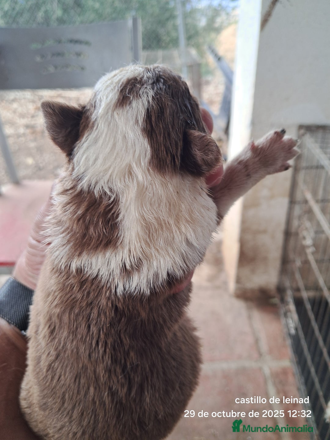 Border Collie perros en venta: Camada de border collie  - Imagen 2