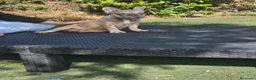 Bulldog Francés perros en venta: Bulldog francés exoticos  - Anuncio 4