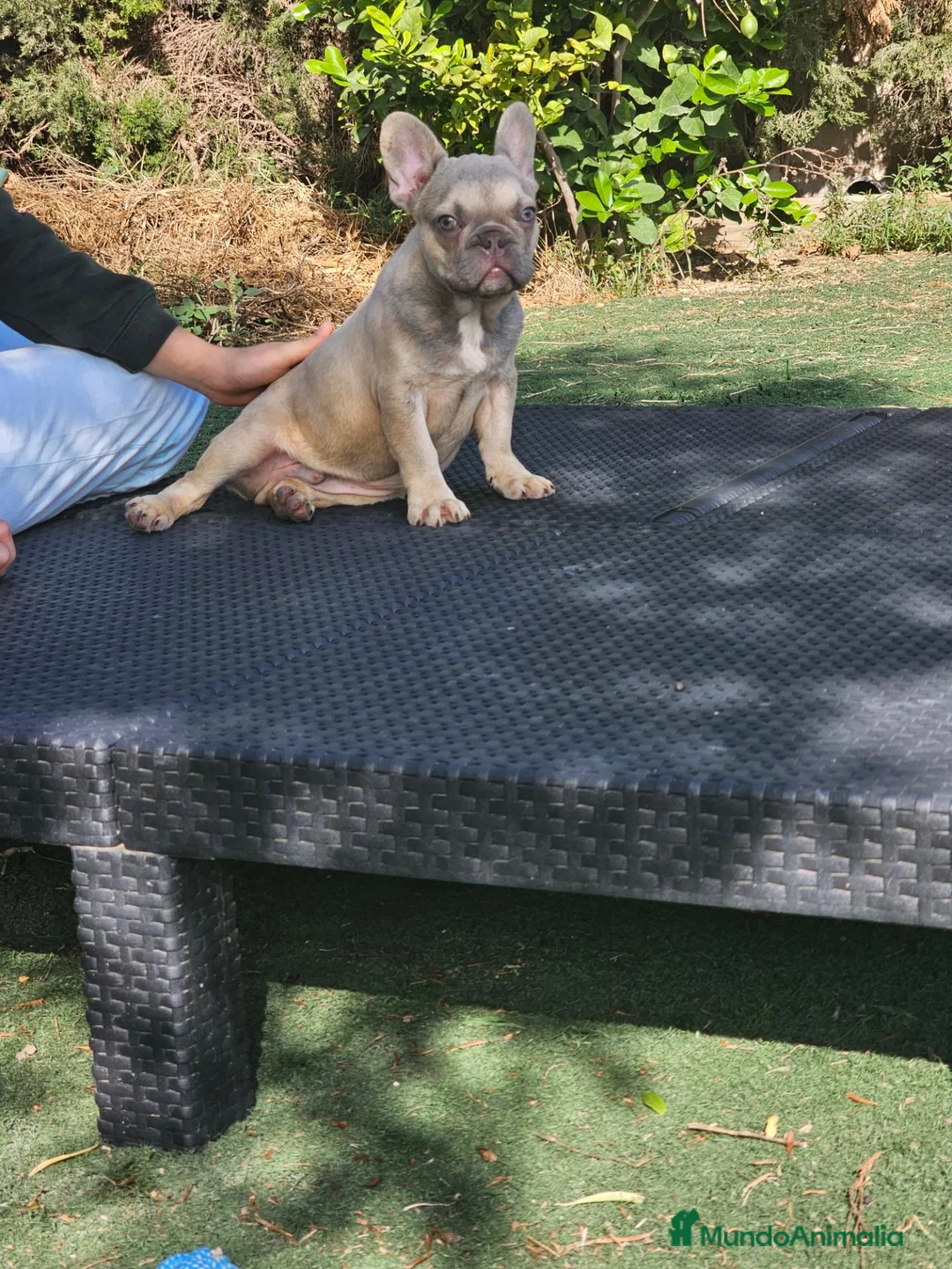 Bulldog Francés perros en venta: Bulldog francés exoticos  - Anuncio 4