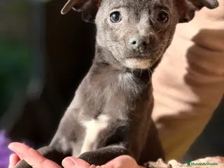 Chihuahua perros Chihushua estándar - Anuncio 1