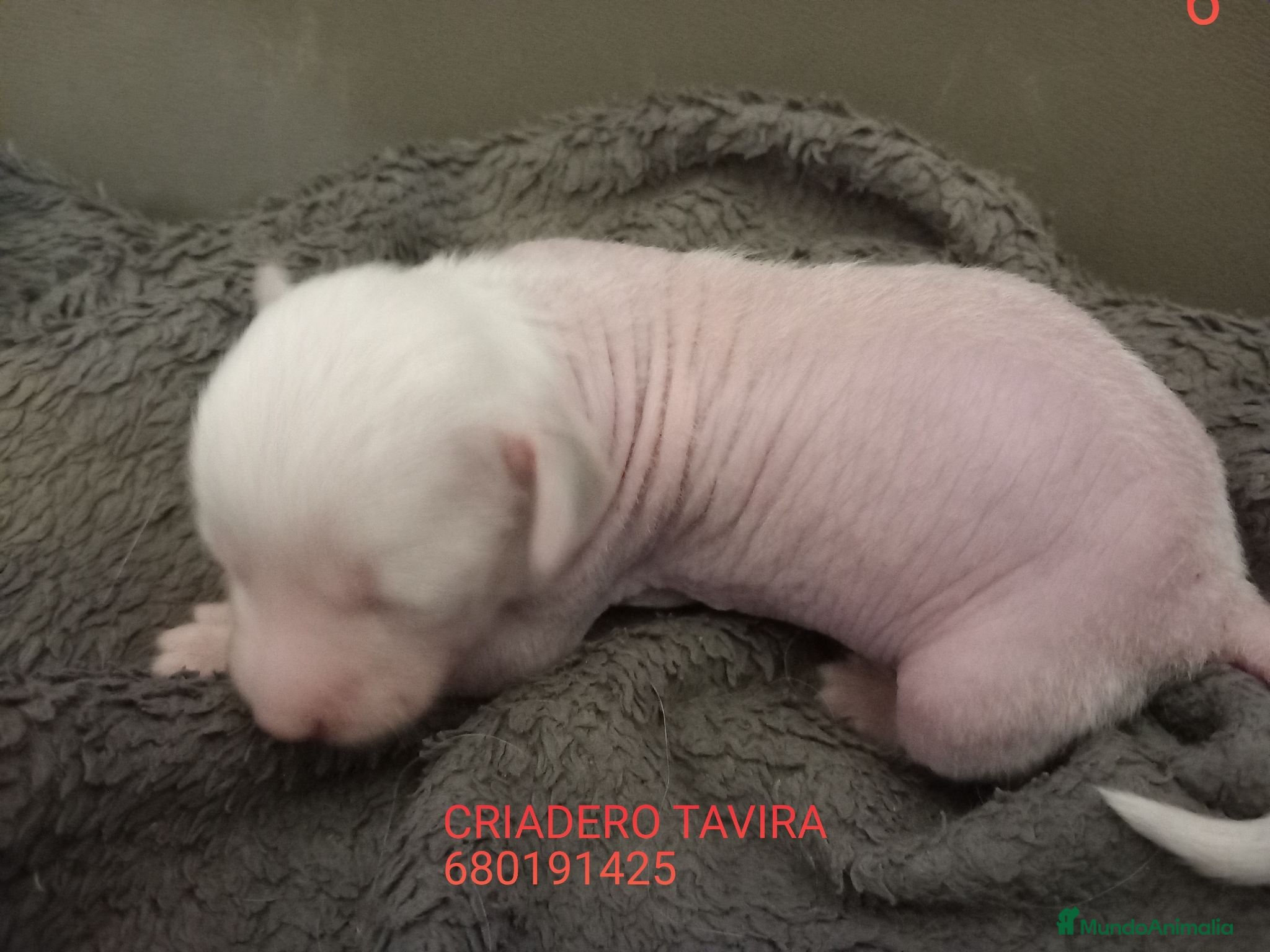 Perro Crestado Chino perros Crestados chinos Particolor. - Anuncio 3