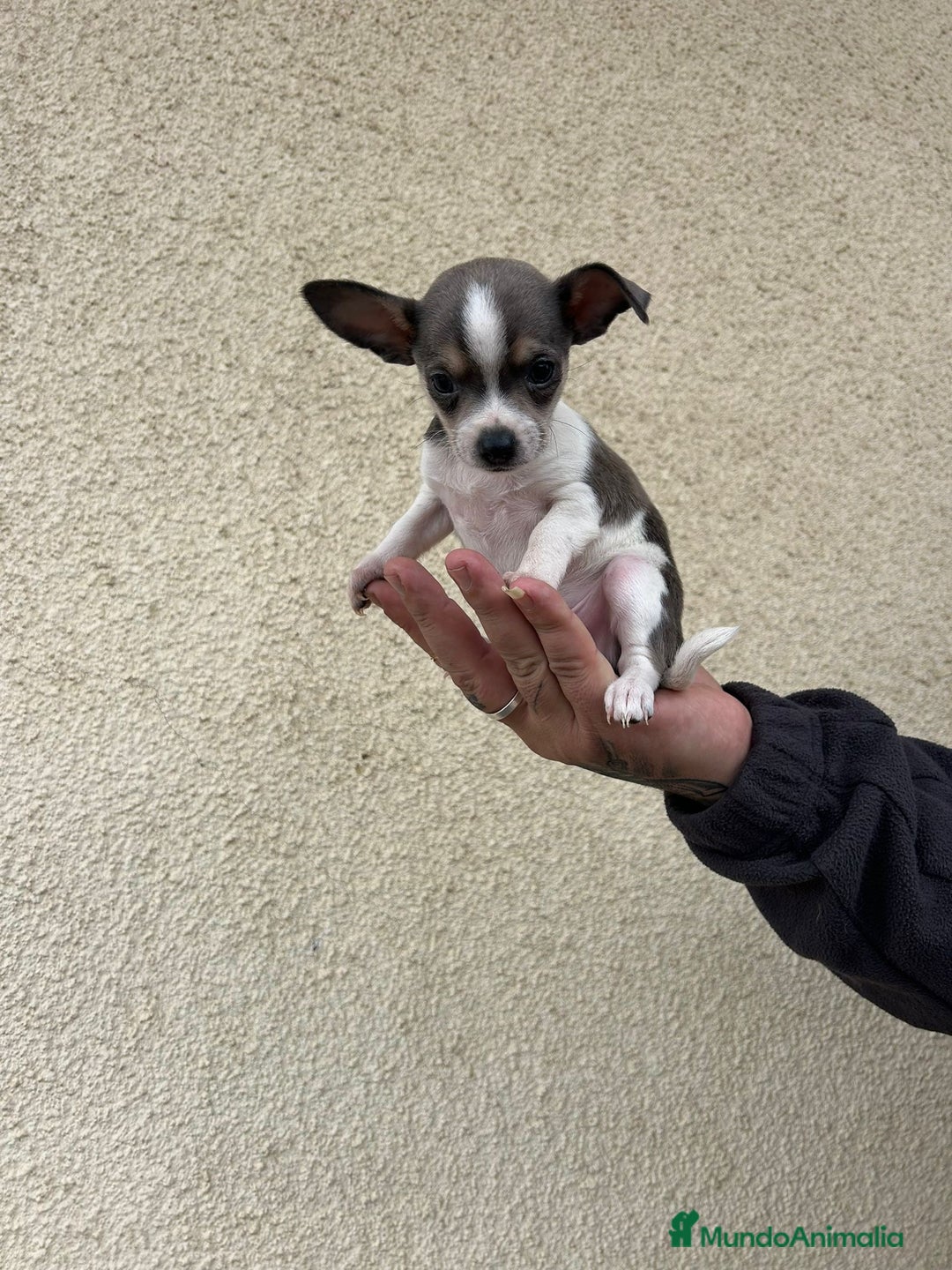 Chihuahua perros en venta: Chihuahua  - Anuncio 3