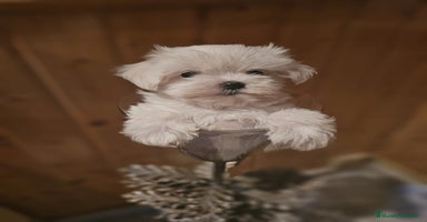 Bichón Maltés perros - Propaganda 2