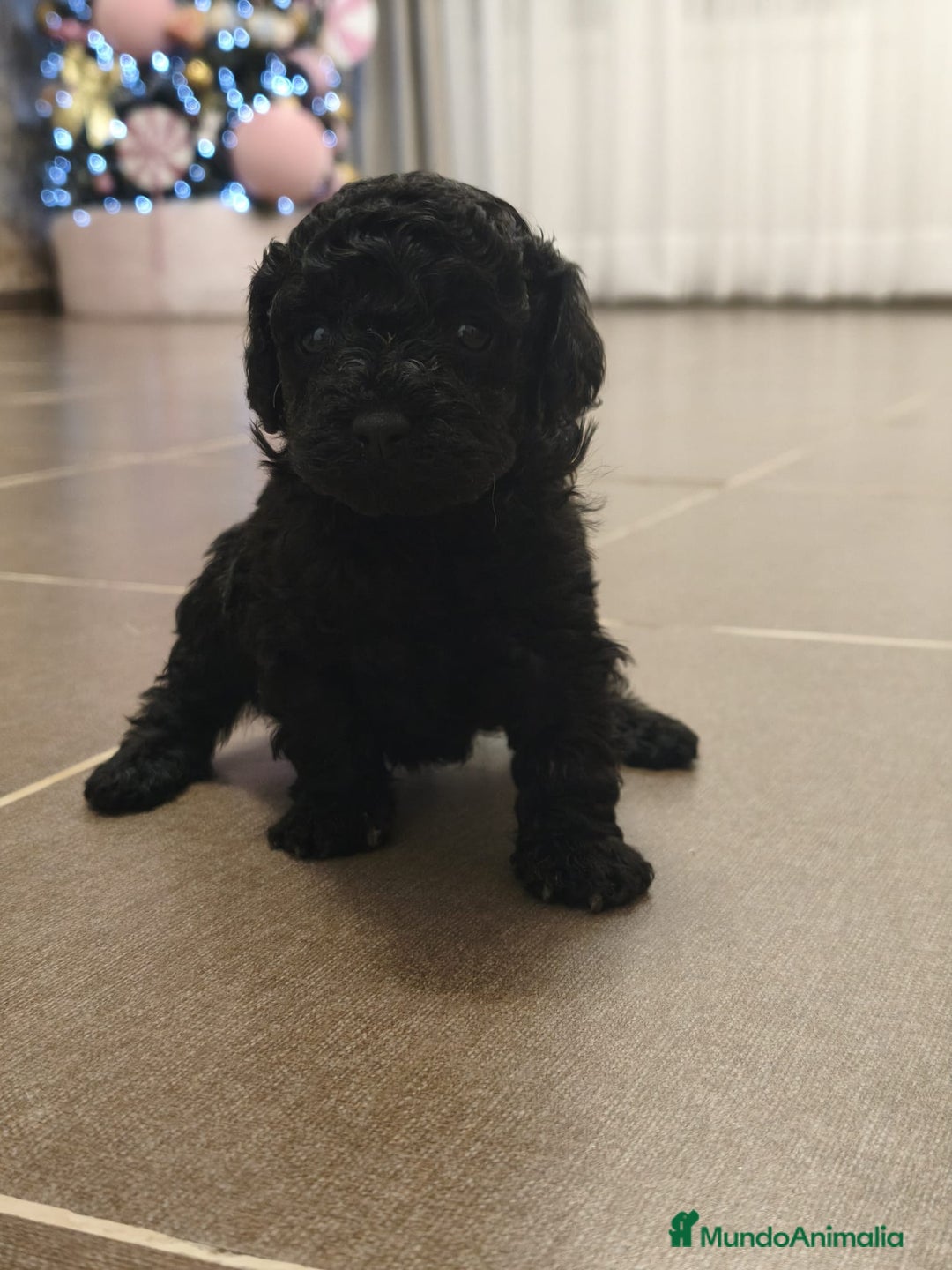 Caniche Toy perros en venta: Espectacular hembra - Anuncio 6