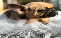 Bulldog Francés perros en venta: Bulldog francés fawn - Anuncio 6