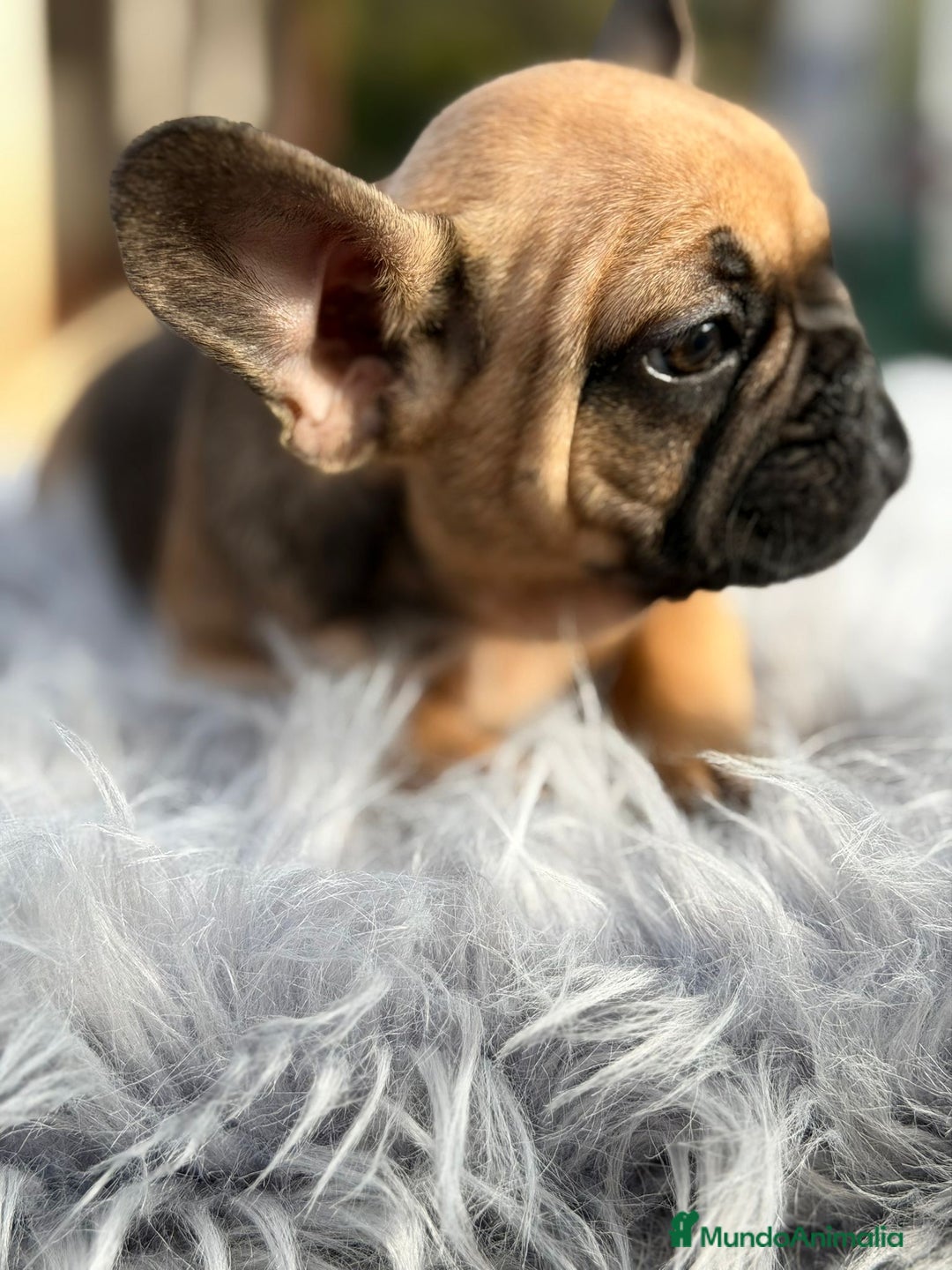 Bulldog Francés perros en venta: Bulldog francés fawn - Anuncio 6