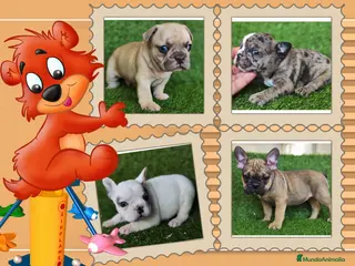 Bulldog Francés perros Camada familiar de bulldog frances - Anuncio 1