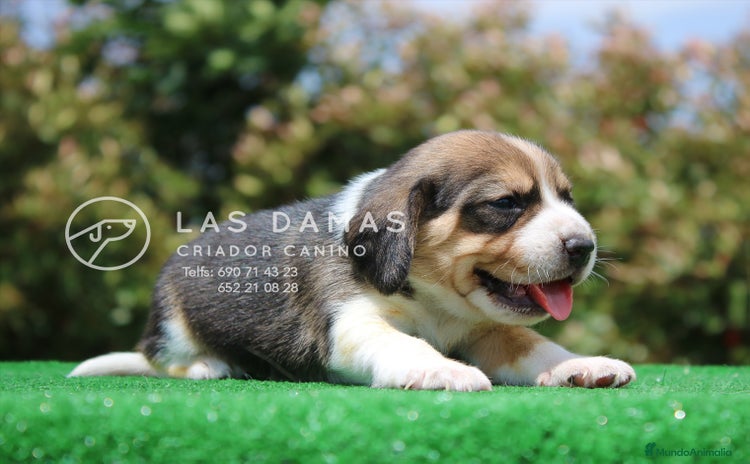Beagle perros - Propaganda 1
