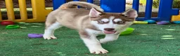 Husky Siberiano perros en venta: HUSKY SIBERIANO ÚLTIMOS CACHORROS ECONÓMICOS  en Barcelona - Anuncio 4