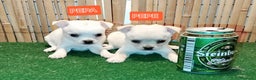 Chihuahua perros en venta: Chihuahuas toy - Anuncio 2