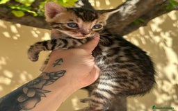 Bengalí gatos en venta: Gatos bengalí  - Imagen 2