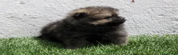 Pomerania perros en venta: Pomerania  - Anuncio 16