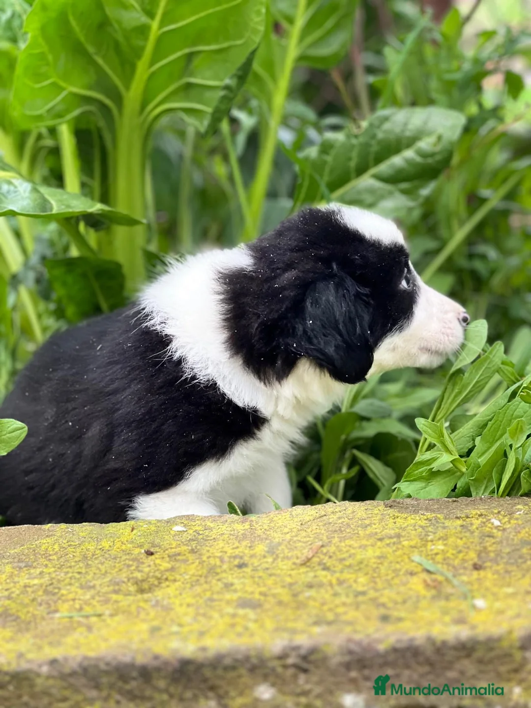 Border Collie perros en venta: Border collie en Barcelona - Anuncio 4