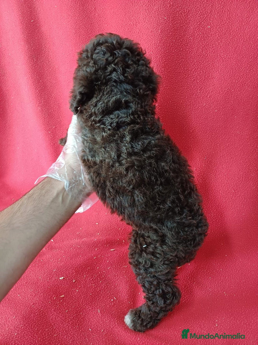 Perro de Agua Español perros en venta: Perro de Agua Español  - Anuncio 4