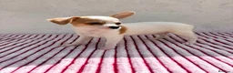 Chihuahua perros en venta: Hembra Chihuahua toy  - Anuncio 12