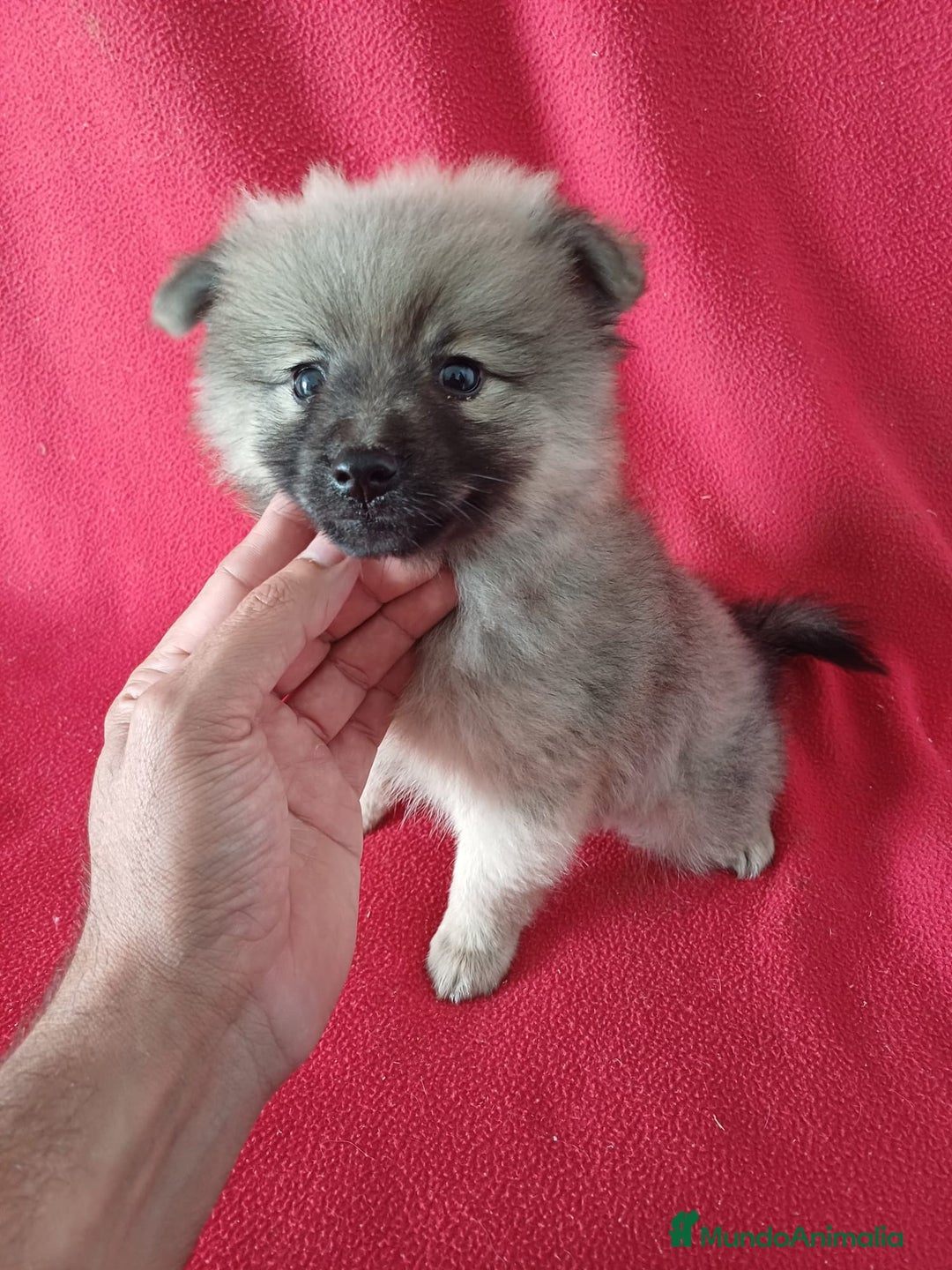 Pomerania perros en venta: Pomerania Standar  - Anuncio 2