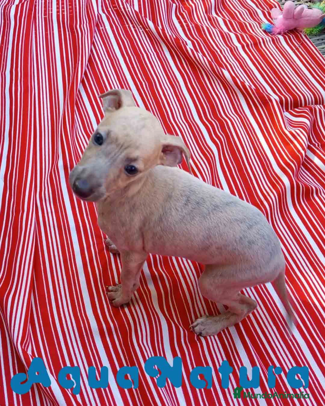 Pequeño Lebrel Italiano perros en venta: Lebrel Italiano Hembra 6 de AB y Omega AQUANATURA - Anuncio 1