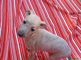 Pequeño Lebrel Italiano perros Lebrel Italiano Hembra 6 de AB y Omega AQUANATURA - Anuncio 1