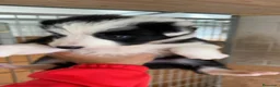 Border Collie perros en venta: Border Collie - Anuncio 4
