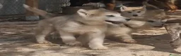 Alaskan Malamute perros en venta: Hembras de Alaskan Malamute  - Anuncio 7