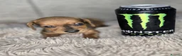 Teckel Miniatura perros en venta: Teckel macho mini hoja seca - Anuncio 5