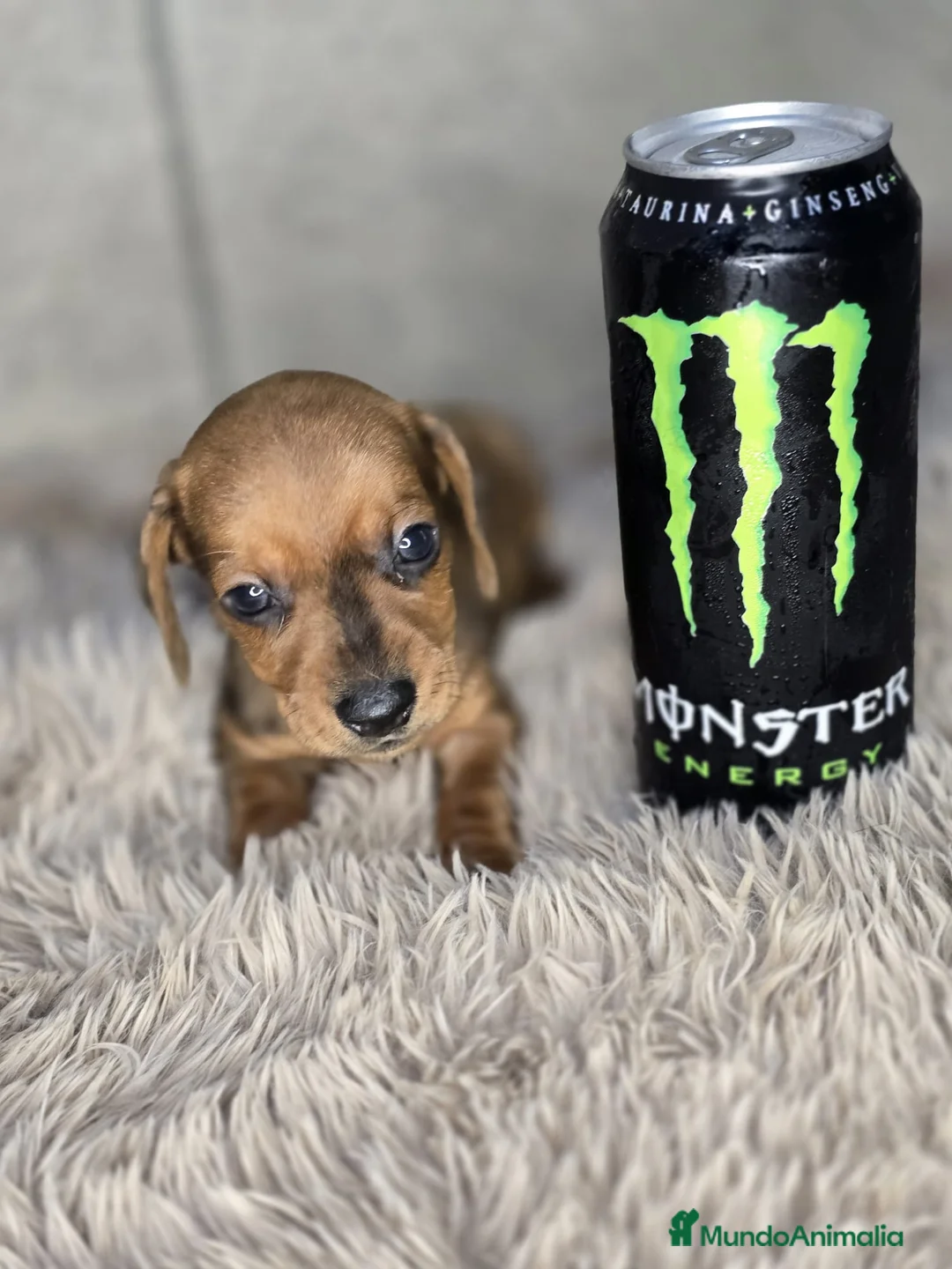 Teckel Miniatura perros en venta: Teckel macho mini hoja seca - Anuncio 5