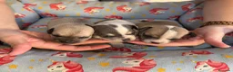 Chihuahua perros en venta: Cachorros chihuahua pelo corto - Anuncio 5