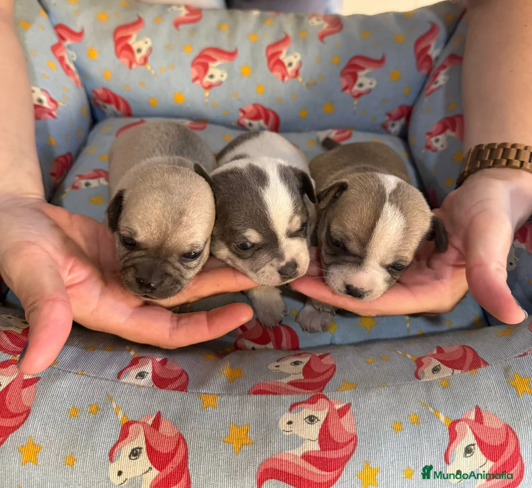 Chihuahua perros en venta: Cachorros chihuahua pelo corto - Anuncio 5