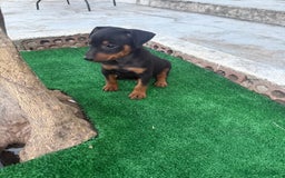 Pinscher Miniatura perros en venta: Pinscher miniatura disponible - Imagen 5