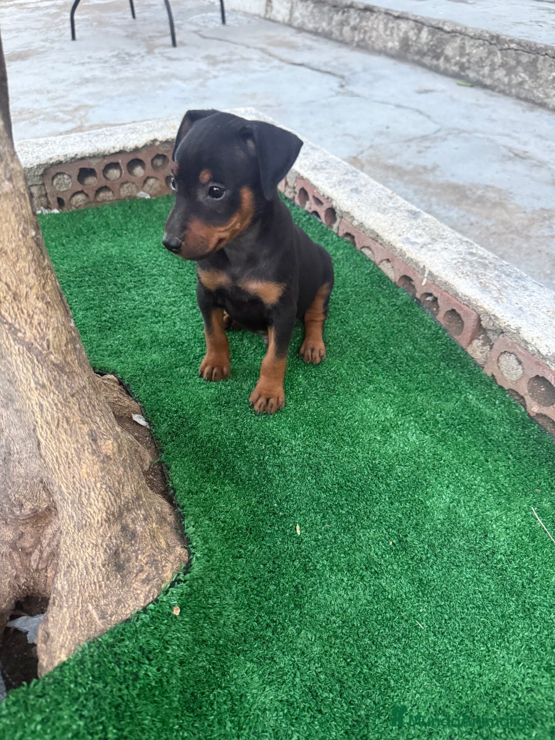 Pinscher Miniatura perros en venta: Pinscher miniatura disponible - Imagen 5