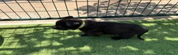 Pastor Belga Malinois perros en venta: PASTOR BELGA MALINOIS - Anuncio 12