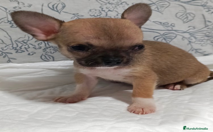 Chihuahua perros - Anuncio 4