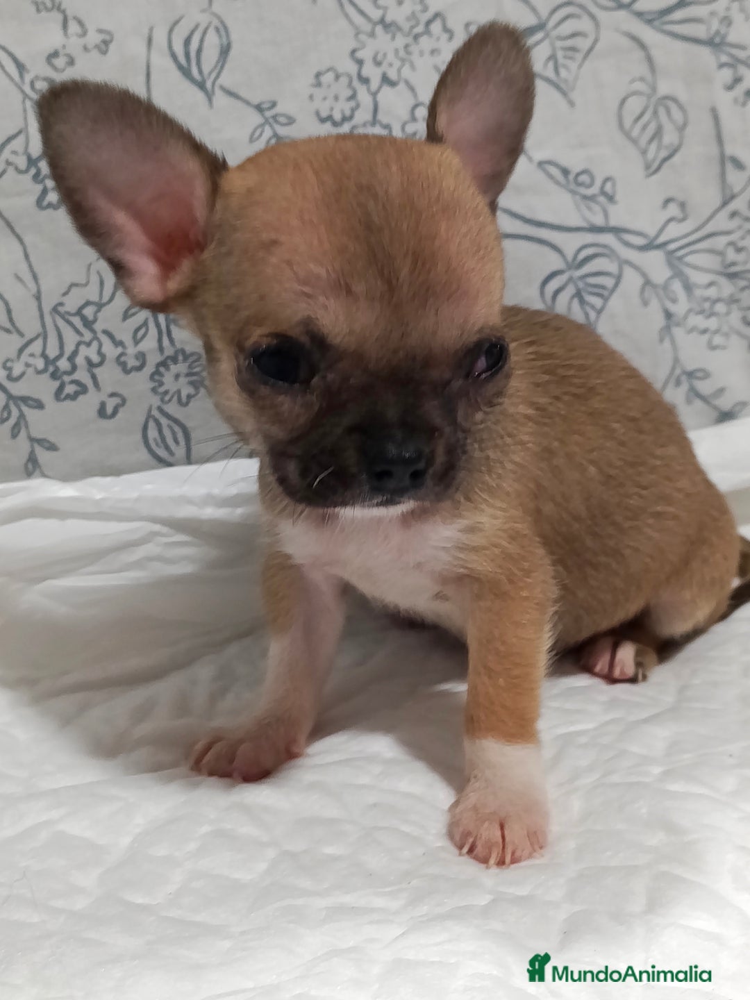 Chihuahua perros en venta: Chihuahua micro Toy hembra  - Imagen 1