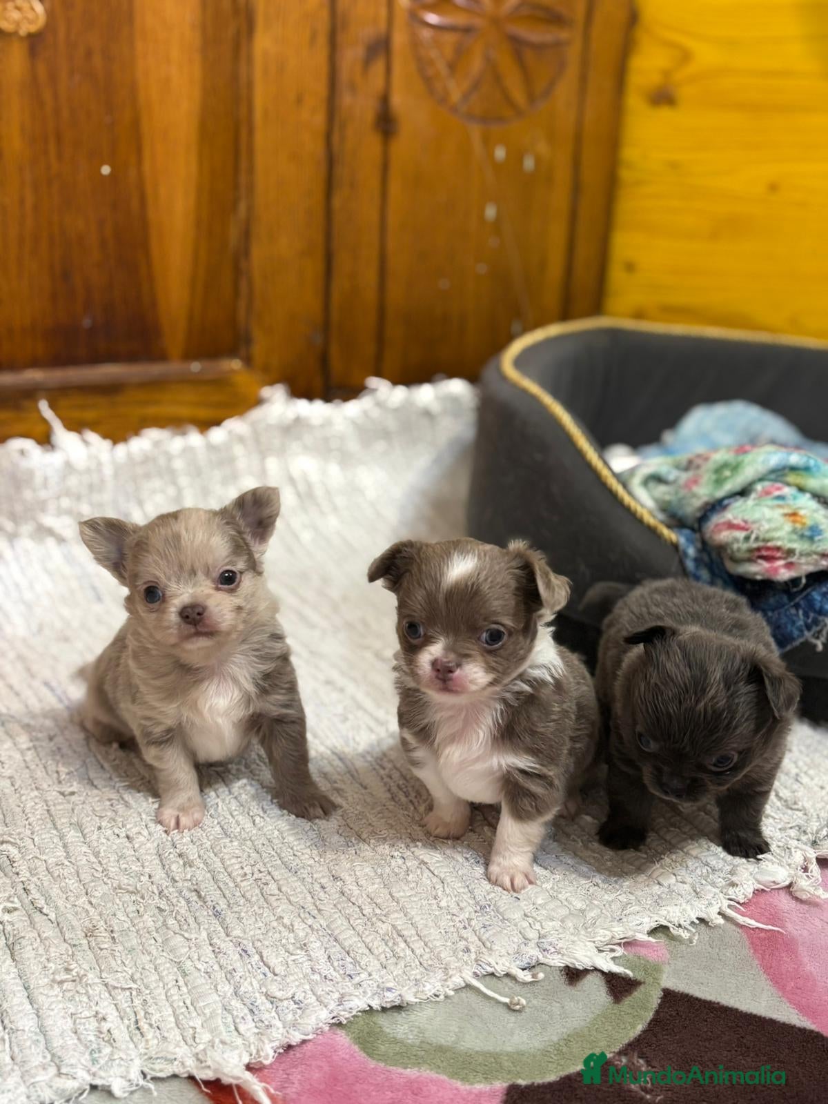 Chihuahua perros Cachorros línea rusa pelo largo exóticos  - Anuncio 1