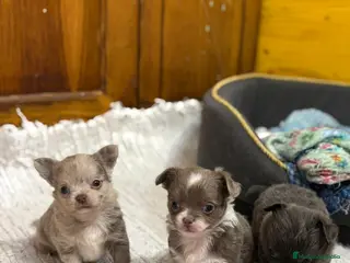 Chihuahua perros Cachorros línea rusa pelo largo exóticos - Anuncio 1