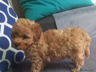 Caniche Toy perros Caniches en Curtis La Coruña - Anuncio 1