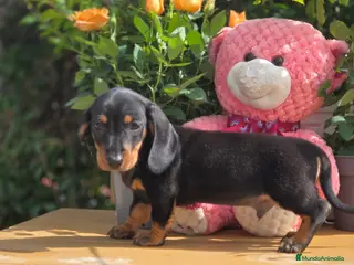 Teckel Miniatura perros Teckel mini/kanichen - Anuncio 1