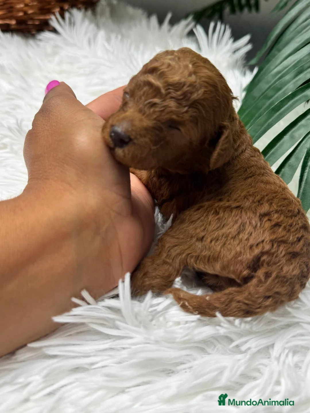 Caniche Toy perros en venta: CANICHE TOY - Anuncio 11
